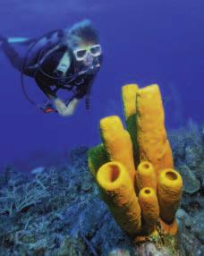 SCIENCEAND HISTORY SCIENCE CAN CHANGE THE COURSE OF HISTORY! A natural sponge A common household item contains a lot of history Sponges and baths. They go together like a hammer and nails.
