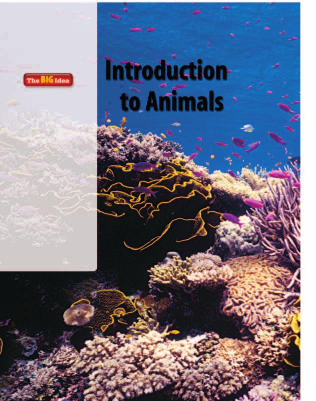 The animal kingdom includes diverse groups of organisms. Introduction to Animals SECTION 1 Is it an animal?