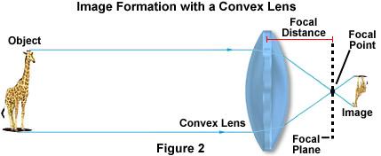 Lenses focus light http://micro.magnet.