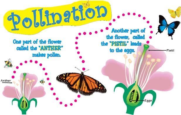 What is pollination?