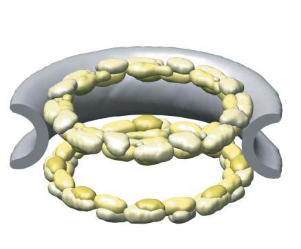 nuclear envelope. The bulk of the membrane rings is formed by homo-oligomerization of the C-terminal domain of Pom12.
