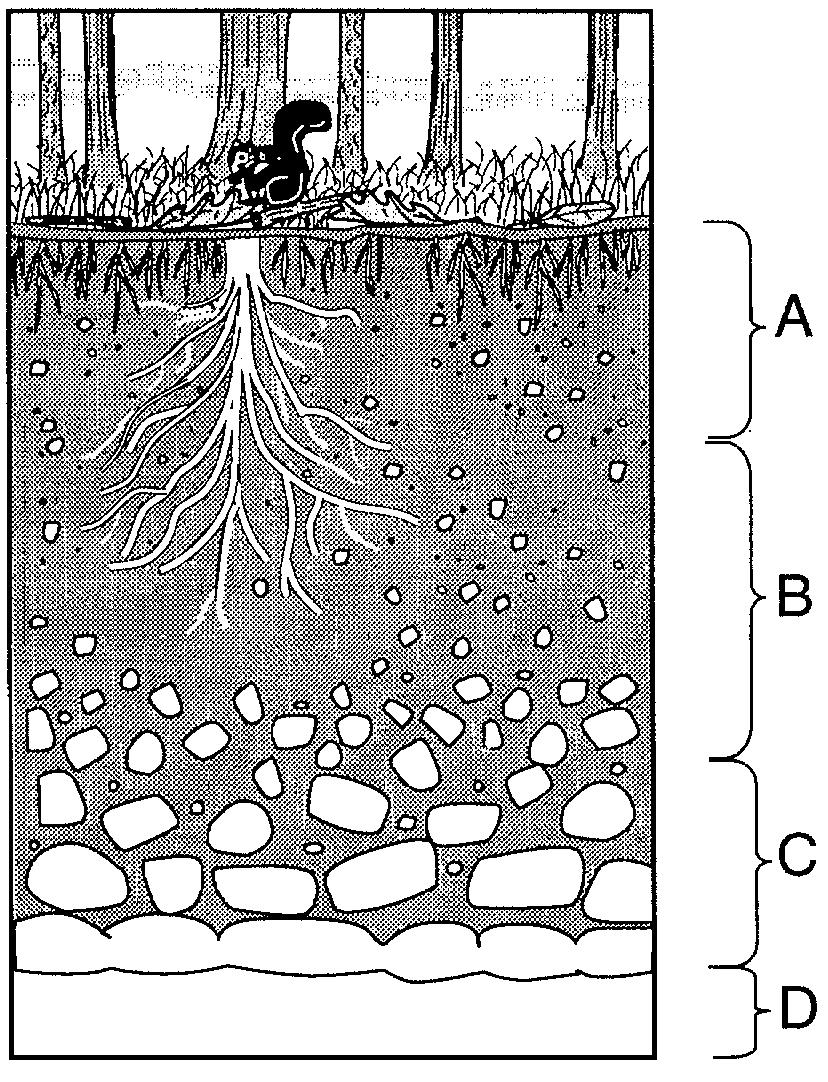 Based on the features shown, which erosional agent had the greatest effect on tree growth and the structures that humans have built on this landscape?