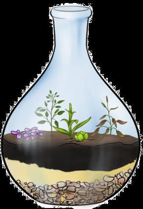 3) A biology teacher was interested in creating a bottle garden in the lab.