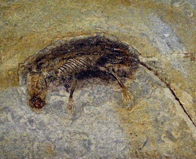 7: A fossil mammal