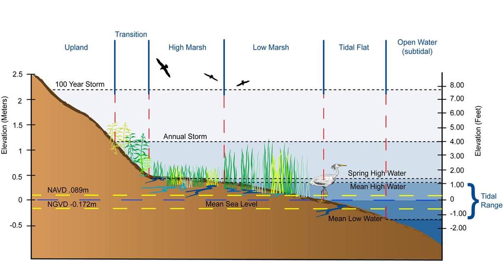 2.5.1 Elevations expressed in half tide units (HTU) In general, wetlands inhabit a range of vertical elevations that is a function of the tide range (Titus and Wang 2008) - one conceptual example of