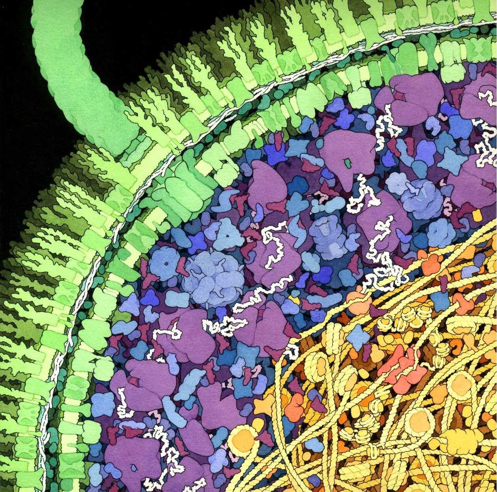 Cellular space Density of biomolecules in the cell is high: plenty of interactions!
