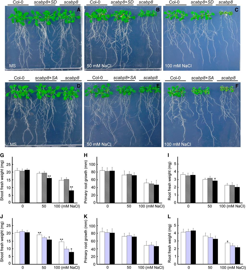 6 of 13 The Plant Cell Figure 5. SCaBP8 S237 Phosphorylation Is Required for SCaBP8 Function in Salt Tolerance. Growth of scabp8 expressing SCaBP8 S237D and SCaBP8 S237A.