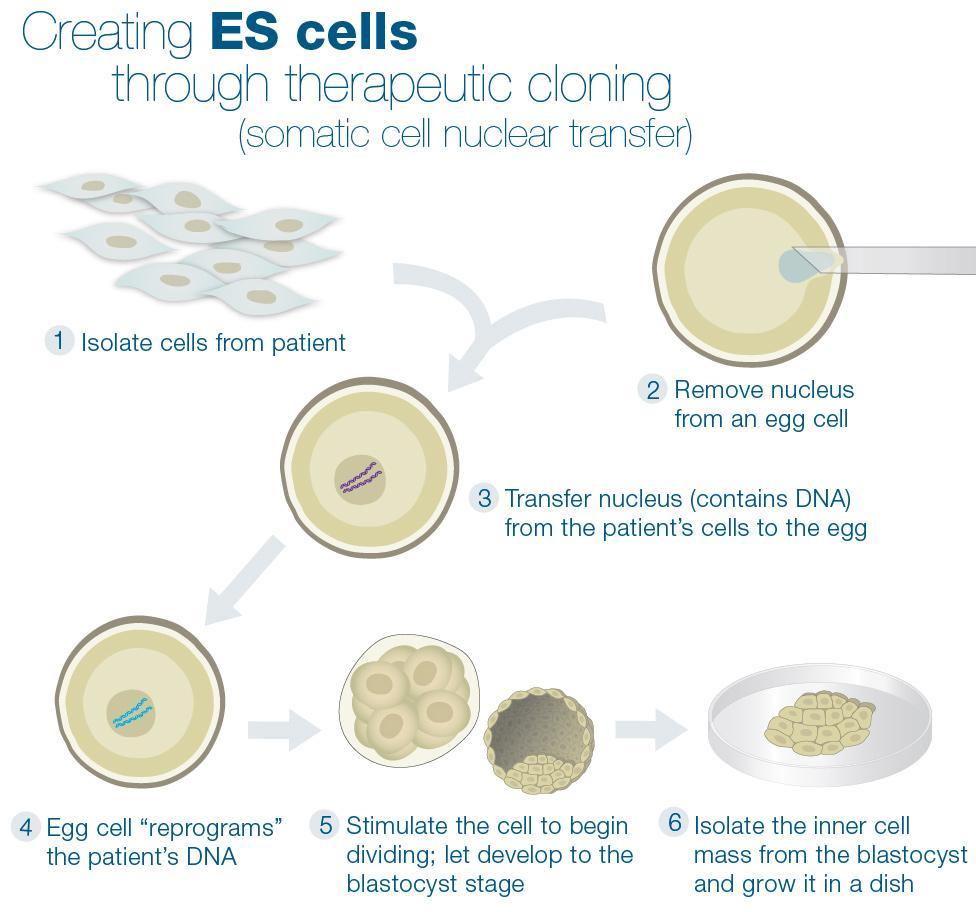 Generating stem cells that are genetically
