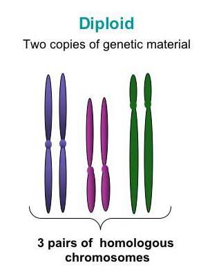 Diploid cells and Haploid cells Diploid cell: symbol (2n) has two sets of chromosomes has PAIRS of HOMOLOGOUS chromosomes