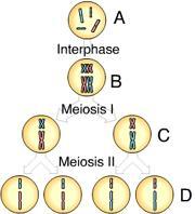Meiosis I produces cells, each of which is. 1. two... identical to the other 2. two... haploid 3. two... diploid 4. four.