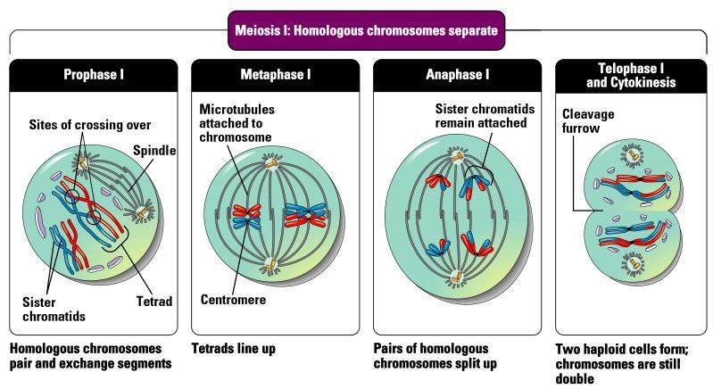 Meiosis 1: homologous chromosomes separate Prophase 1: homologous chromosomes pair up (crossing over can occur) Metaphase 1: homologous pairs line up in
