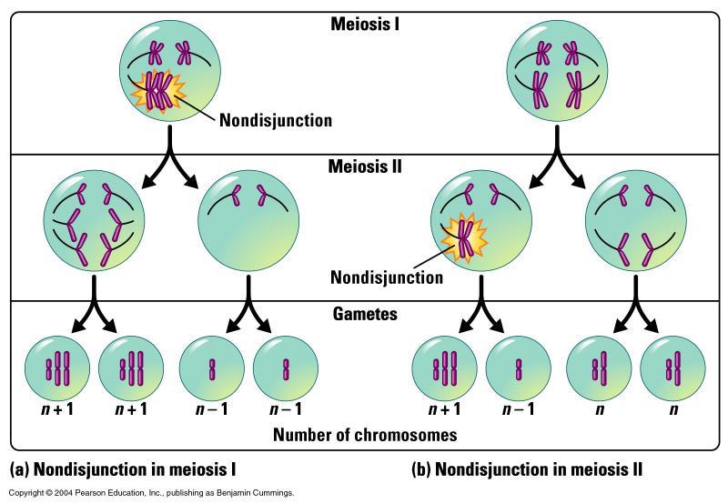 Accidents during meiosis can alter chromosome number in gametes Cause: Non disjunction the chromosomes in a pair of