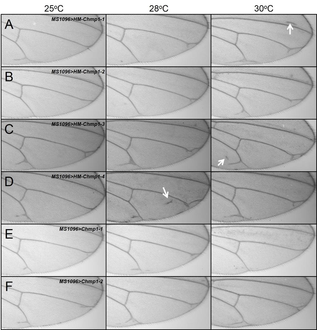 Figure 4.21 Chmp1 over-expression with MS1096-Gal4 in the Drosophila wing causes vein deltas. Light micrographs of wings from adult males at 25, 28, and 30 o C. Distal is right, anterior is uppermost.