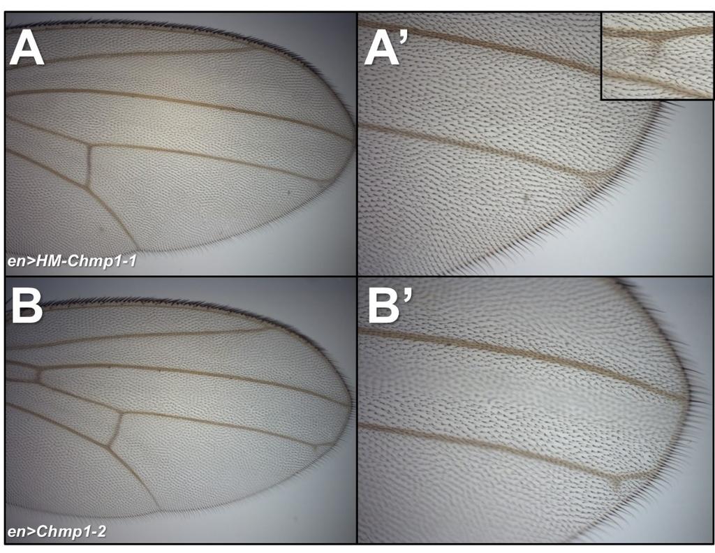 Figure 4.22 Chmp1 over-expression in the Drosophila wing causes deltas. Light micrographs of wings from adult females at 30 o C. Distal is right, anterior is uppermost. A and A.