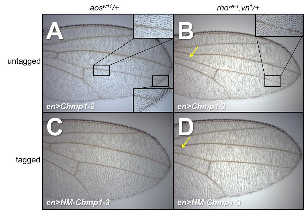 Figure 4.31 Chmp1 over-expression and DER regulators. Light micrographs of adult female wings grown at 30 o C. Distal is right, anterior is uppermost. A. en-gal4/uas-chmp1-2; aos w11 /+. B.