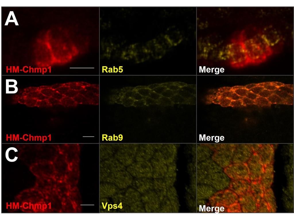 in MVB generation. This suggests that the negative regulation of DER signaling by Drosophila Chmp1 may well be due to its function in MVB biogenesis.