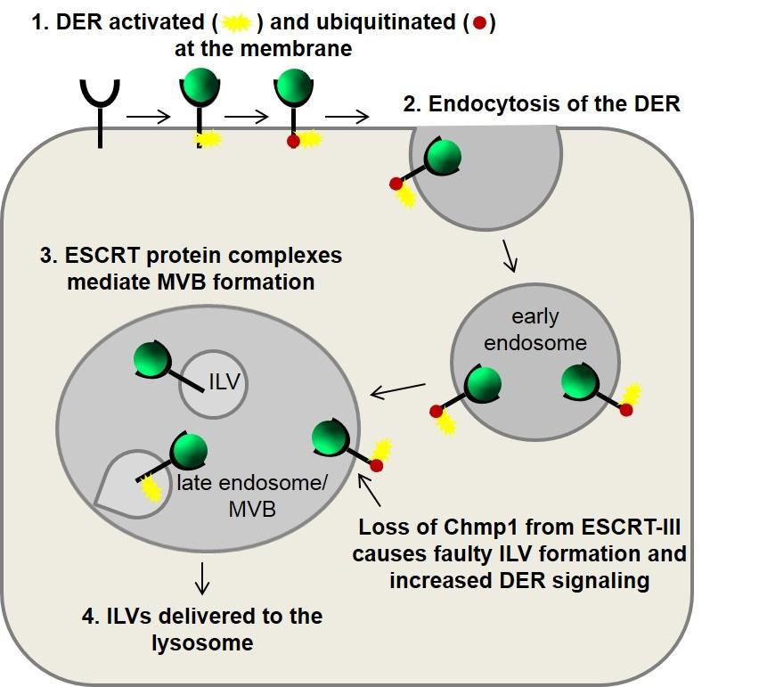 Figure 5.1 Model for Chmp1 regulation of the DER through the MVB pathway. 1. Activating ligand binds to the extracellular domain of the DER.