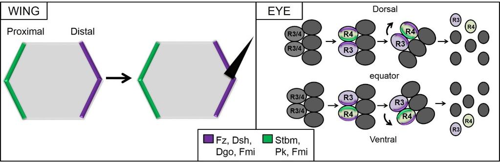 Figure 6.1 The Fz PCP pathway polarizes cells of the Drosophila wing and eye. In the wing (left panel), Fz PCP core proteins localize to opposite ends of each cell, polarizing the cell.