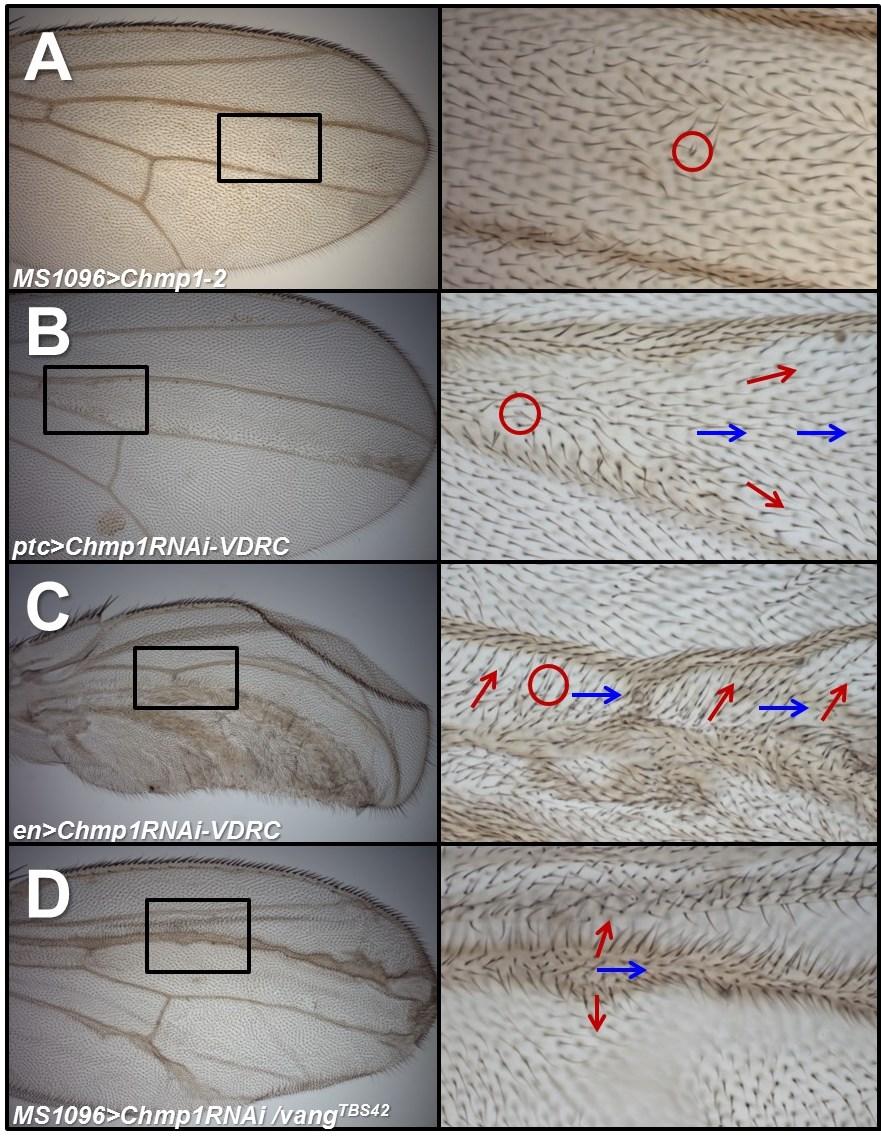 Figure 6.2 Chmp1 may regulate Fz PCP signaling. Light micrographs of wings from adult Drosophila females. Distal is right, anterior is uppermost. A. MS1096-Gal4/X; UAS-Chmp1-2/+, raised at 30 o C. B.