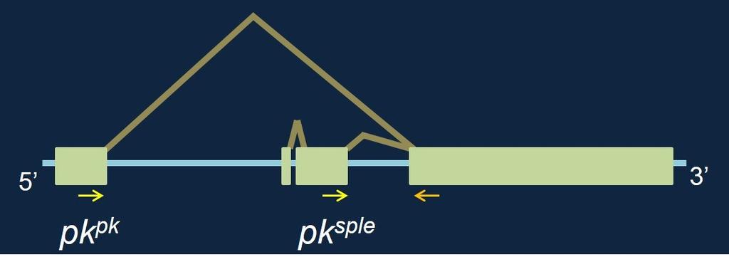 Project 2: Expression of pk and sple in pupal wings Introduction: One of the Core Fz PCP genes, prickle, encodes two protein isoforms that are involved in PCP in the fly, Pk and Sple (Figure 6.3).