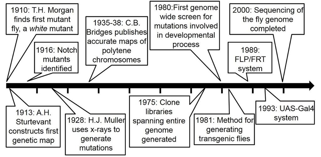 Figure 1.1 Timeline of major developments in Drosophila research [9, 10] I. Fly development The short life cycle of the fruit fly is one of the attributes that make it such a fine model organism.