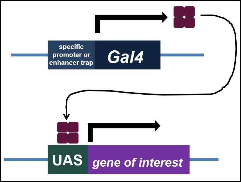community, many transgenic lines have already been created and are available for immediate use. Figure 1.4 The UAS-Gal4 System.