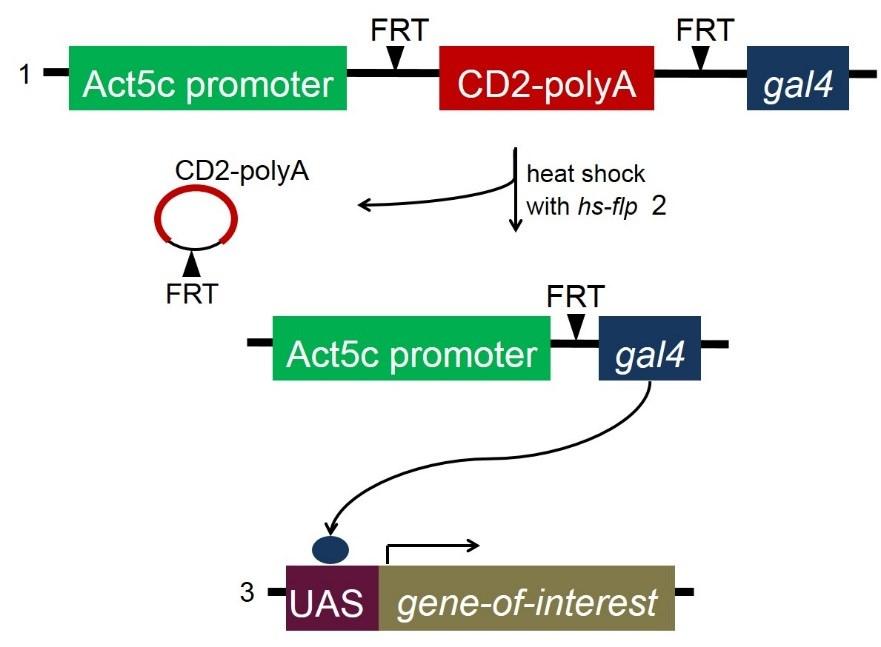 an RNAi fly line. Like the traditional FLP/FRT system, the recombination is induced in only a few cells, so usually a small number of clones are generated in each fly. Figure 1.