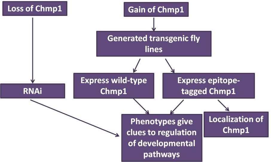 Figure 2.1. Experimental design III. Hypotheses A. Sequence alignments suggest that the structure of Chmp1 is conserved across species.