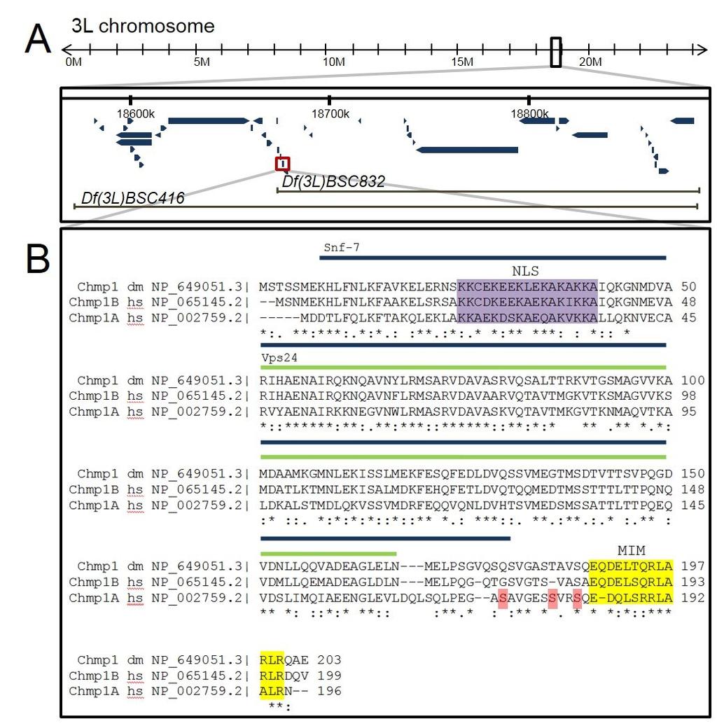 Figure 4.1 Chmp1 is conserved. A. Genomic region surrounding the Chmp1 gene (boxed in red). The genomic regions removed by the chromosomal deletions Df(3L)BSC832 and Df(3L)BSC416 are indicated.