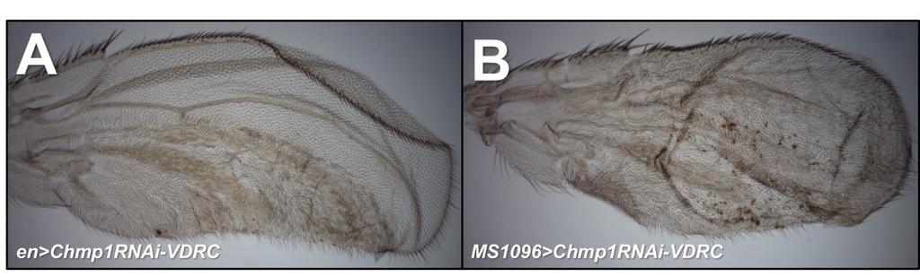 Figure 4.5 Chmp1 knockdown at 30 o C. Light micrographs of wings from female Drosophila raised at 30 o C. Distal is right, anterior is uppermost. A. en-gal4/uas-chmp1rnai-vdrc. B.