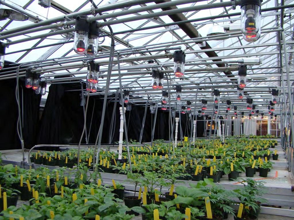 Primary Objective and Research Objective To use LEDs to quantify how the ratio of red (R) and far-red (FR) light influences flowering and plant architecture of a wide range of specialty crops.