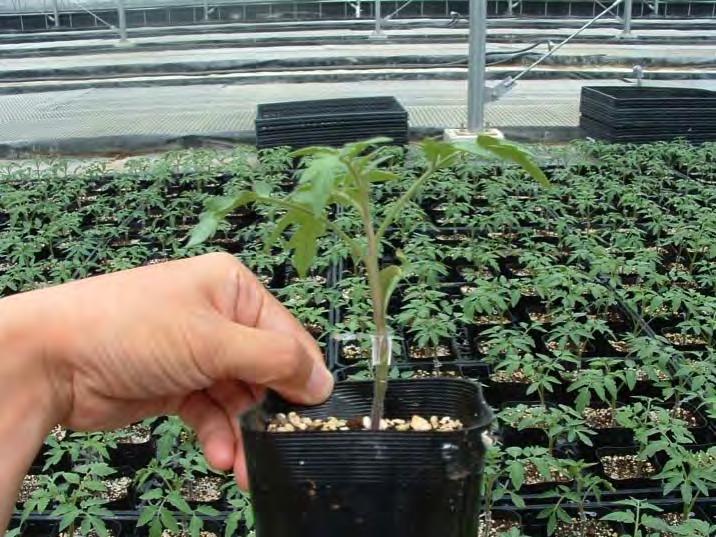 mol/m 2 /d) Hypocotyl (mm) Squash rootstock seedlings