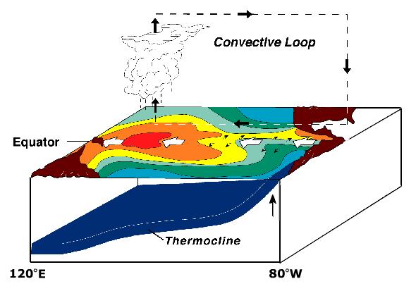 Introduction: Tropical Heating: El Niño El Niño: warming of the sea surface