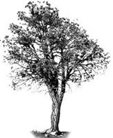 Ex. 10 tree csts 15-foot show t the se tie chi 3 feet t csts 4-foot show. How t is the tree?