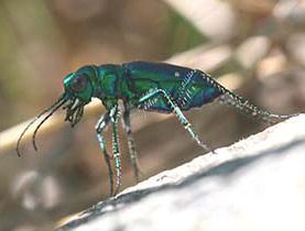 Pick one up the wrong way, and you ll find out why they are called tiger beetles.