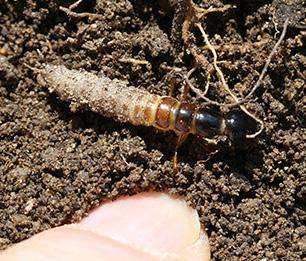 Many Carabids (ground beetles) are active hunters, both as larvae and as adults.