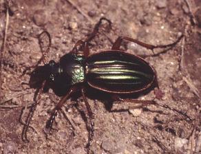 Ground beetle larvae are also active predators, but bear little resemblance to the adults.