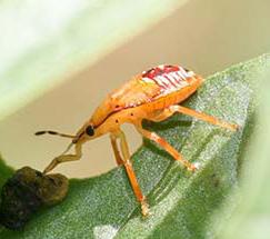 Adults of spined soldier bug are recognized by the spines on either side of the thorax, the faint light line down the