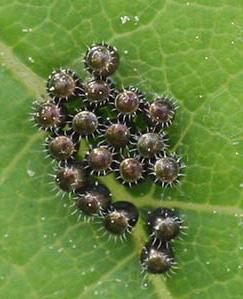 Stinkbugs lay eggs shaped like barrels, laid in groups.