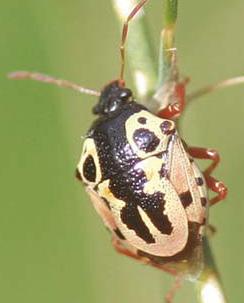 The Anchor bug is a less common predaceous stinkbug with an anchor pattern on its back.