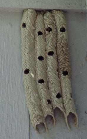 Photo 59. Mud-dauber nest. Photo 60. Common brown paper wasp. while mud daubers make elongated mud tubes for nests.
