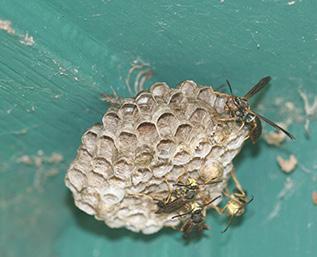They include the brown paper wasps, bald faced hornet, yellow jackets and giant European hornet. The common brown paper wasps are the least aggressive of these, with respect to stinging people.