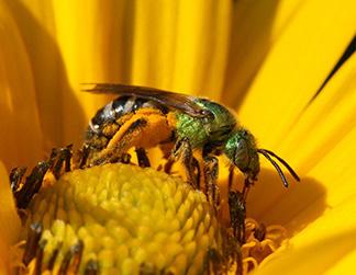 There are about 200 species of native bees in New Hampshire that