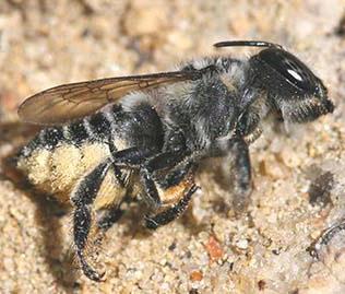 honeybee. Some Megachilid bees carry pollen Photo 65.