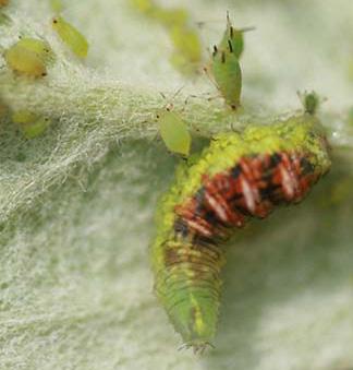 A bright yellow maggot among a group of aphids could be a less common aphid predator, a Chamaemyiid [kam-ee-my-ee-id] fly.