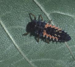 This species is a tiny dude (3-4mm) but it is easy to find in alfalfa and clover fields.