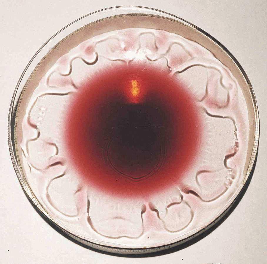 Figure 1: The tears of wine. Fluid is drawn from the bulk up the thin film adjoining the walls of the glass by Marangoni stresses induced by evaporation of alcohol from the free surface.