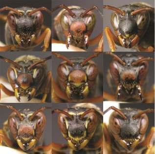 Variable color patterns are used to manage conflict among queens Polistes fuscatus The North