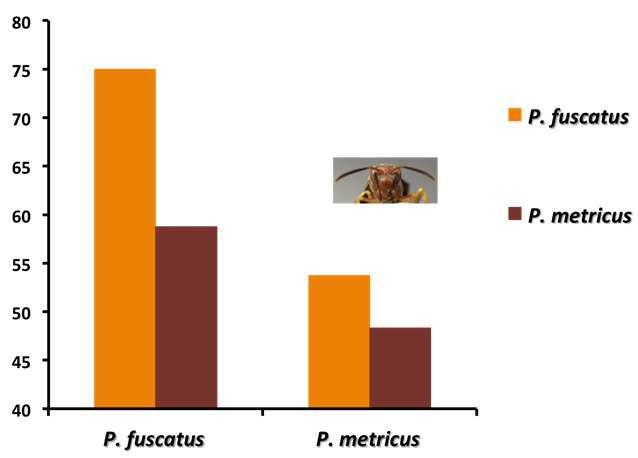 P. metricus face learning P. fuscatus learns both species faces better P< 0.002 P< 0.007 P< 0.
