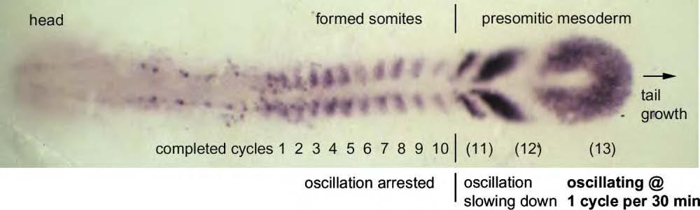 The Zebrafish Somitogenesis Oscillator 1399 Figure 1.